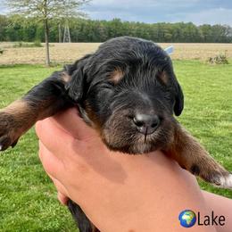 Bernedoodle and Goldendoodle Puppies from Brunsman Country Doodles LLC
