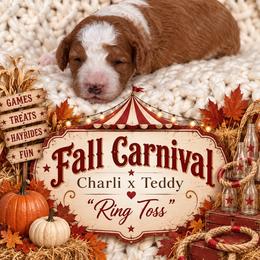 Ring Toss - Apricot male Goldendoodle puppy in Nacogdoches, Texas from Designer Doodles
