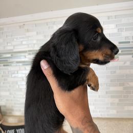 Dachshund Puppies from JUAREZ MINI DACHSHUNDS