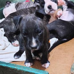 American Staffordshire Terrier Puppies from Ironheart American Staffordshire Terriers