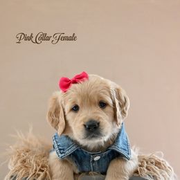 Tiffany - Dark golden female Golden Retriever puppy in Branchville, New Jersey from T Rose Golden Co.