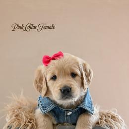 Tiffany - Dark golden female Golden Retriever puppy in Branchville, New Jersey from T Rose Golden Co.