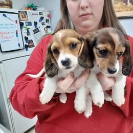 Pailio - Piebald male Dachshund puppy in Tulsa, Oklahoma from Eternal Puff Lhasa Apsos