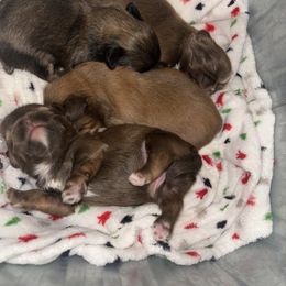 Shih Tzu Puppies from Casa de Santiago