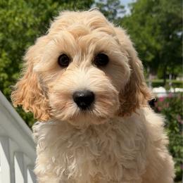 Dakota - Cream male Australian Labradoodle puppy in Washington, North Carolina from Pamlico Labradoodles