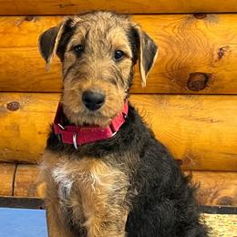 Mr Orange - Black and tan male Airedale Terrier puppy in Waco, Nebraska from Donpanaire Airedales