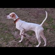 Willow - Pointer