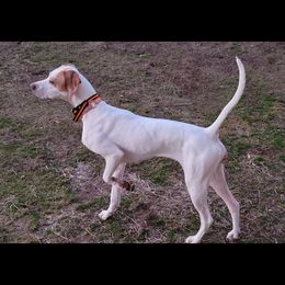 Willow - Pointer