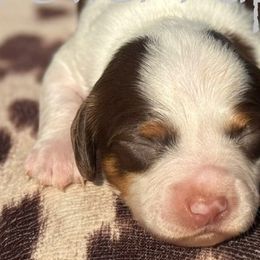 Dachshunds from Power Pups