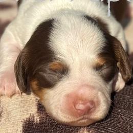 Dachshunds from Power Pups