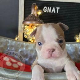 Gnat - Lilac male Boston Terrier puppy in Columbia Falls, Montana from Glacier Bark Boston Terriers