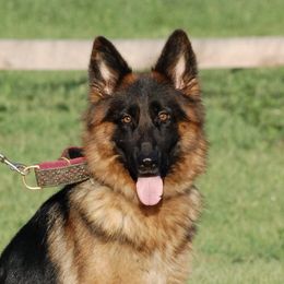 Ari - German Shepherd