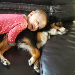 Abby - Miniature Australian Shepherd