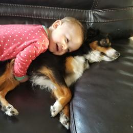 Abby - Miniature Australian Shepherd