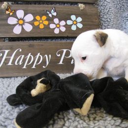 Jack Russell Terrier Puppies from Spritely Jack Russell Terriers