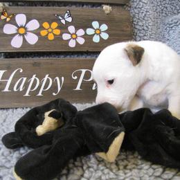 Jack Russell Terrier Puppies from Spritely Jack Russell Terriers