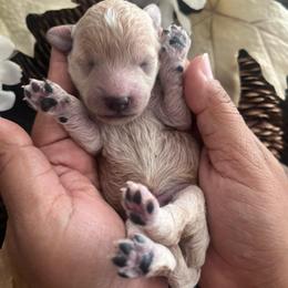 Earth Angel - Cream male Poodle puppy in Hemet, California from Vallevistadoodles