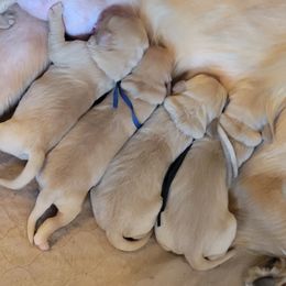 Boy 1 - Golden Retriever puppy from Lenhart Goldens