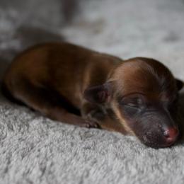 Pinocchio - Sable male Dachshund puppy in Midland, Texas from The Barefield Doxies
