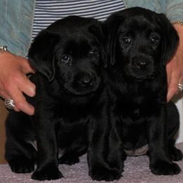 Labrador Retriever Puppies from Lorlyn Labradors