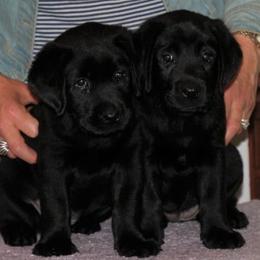 Labrador Retriever Puppies from Lorlyn Labradors