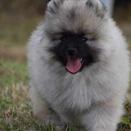 Keeshond Puppies from Anna Boehringer