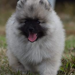 Keeshond Puppies from Anna Boehringer