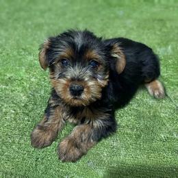 Bob - Black and tan male Yorkshire Terrier puppy in Massachusetts from Cutie Yorkies