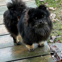 AKC Dunkin PET - Black and tan male Pomeranian puppy in Douglas, Massachusetts from Country Oak Poms LLC
