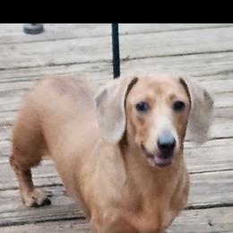 Nova - Dachshund