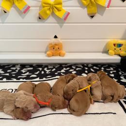 Back to school themed litter - Golden male Golden Retriever puppy in Belton, South Carolina from McAbee’s Golden Retrievers