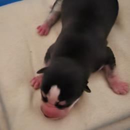 Boy 3 - Black and white male Siberian Husky puppy in Northview, Michigan from Xk siberians