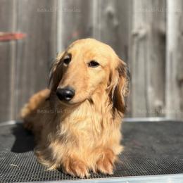 Falcor - Dachshund