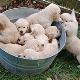 Golden Retriever Puppies from True Magic Goldens