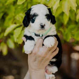Flo - Black and white female Sheepadoodle puppy in Patterson, California from Dooling Doodles