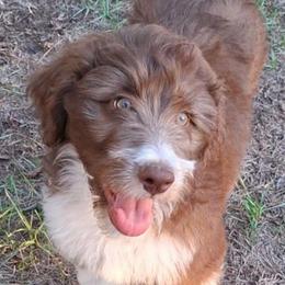 Seraphina - Brown and white female Aussiedoodle puppy in Grand Saline, Texas from Aussies Acre