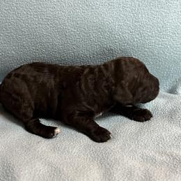 Girl 2 - female Australian Labradoodle puppy in Austin, Texas from AussieTex Labradoodles