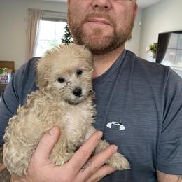 Schnoodle Puppies from Noodle Tings Puppies