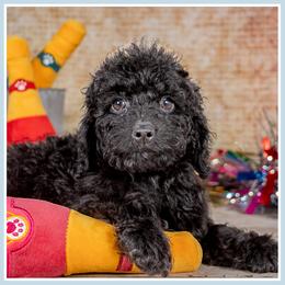 Klinger - Black male Cockapoo puppy in Connersville, Indiana from Deaz Doodle Ranch