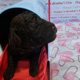 Impala - Brown and white female Aussiedoodle puppy in Loveland, Colorado from A&L Ranch Aussiedoodles