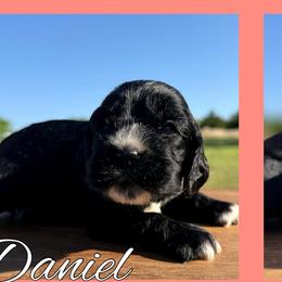 Daniel - Black male Cocker Spaniel puppy in Clinton, Oklahoma from Enchanted Spaniels