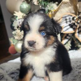 Btf2 (blue eye) - Black tri female Miniature Australian Shepherd puppy in Lakeland, Florida from Sunshine Mini Aussies