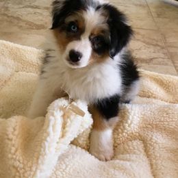 Australian Shepherd Puppies from Highline