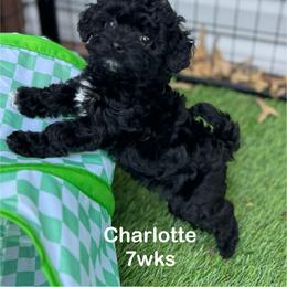 Charlotte - Black female Yorkipoo puppy in Waldorf, Maryland from Luv My Yorkies, LLC