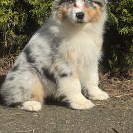 BMF1 - Blue merle female Australian Shepherd puppy in Chehalis, Washington from Wandering Acres Ranch