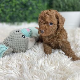 Cockapoo Puppies from Doodle Corner