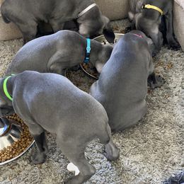 Weimaraner Puppies from Meadow Ridge Weims and Danes