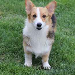 Dually - Pembroke Welsh Corgi
