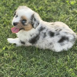 Girl 2 - Blue merle female Miniature Australian Shepherd puppy in Madisonville, Texas from Diamond R Aussies
