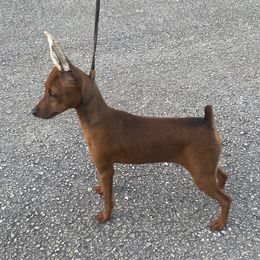 Miniature Pinscher Puppies from Marlex Min Pins